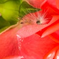 A beautiful caterpillar on the petals of a hybrid tea rose. Royalty Free Stock Photo