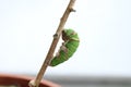 Beautiful caterpillar pre-pupa of Common Mormon Butterfly