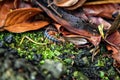 Beautiful Caterpillar in the Rainforest on Borneo