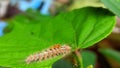 Beautiful Caterpillar seen on a plant