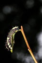 Beautiful Caterpillar with spikes on back