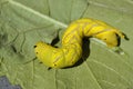 Beautiful caterpillar tailed dog Royalty Free Stock Photo