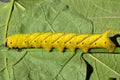 Beautiful caterpillar tailed dog Royalty Free Stock Photo