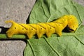 Beautiful caterpillar tailed dog Royalty Free Stock Photo