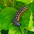 A beautiful Caterpillar that was enjoying its lunch without realizing it consumed half a fresh leaf Royalty Free Stock Photo