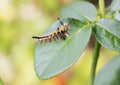 Beautiful caterpillar.