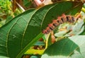 Beautiful caterpillars