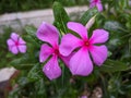 Beautiful Catharanthus roseus in garden