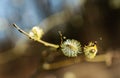 Beautiful catkins in spring sunlight Royalty Free Stock Photo