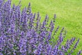 Beautiful Catmint flowers