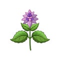 Beautiful Catnip Flower Detailed Illustration
