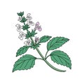 Beautiful Catnip Flower Detailed Illustration