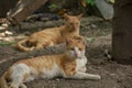 Beautiful cats outdoor looking near a wooden door