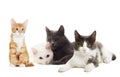 Beautiful cats Royalty Free Stock Photo