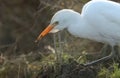 A beautiful Cattle Egret Bubulcus ibis eating an earthworm in a field where cows are grazing in the UK.