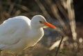 A beautiful Cattle Egret Bubulcus ibis hunting for food in a field where cows are grazing in the UK.