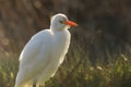A beautiful Cattle Egret Bubulcus ibis hunting for food in a field where cows are grazing in the UK.