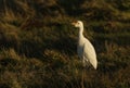 A beautiful Cattle Egret Bubulcus ibis hunting for food in a field where cows are grazing in the UK.