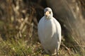 A beautiful Cattle Egret Bubulcus ibis hunting for food in a field where cows are grazing in the UK.