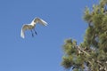 A beautiful cattle egret coming into land on a pine tree