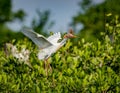 Beautiful cattle egret with orange breeding feathers, comes in with nesting material Royalty Free Stock Photo