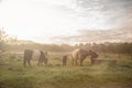 The beautiful cattle in the morning Royalty Free Stock Photo