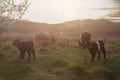 The beautiful cattle in the morning Royalty Free Stock Photo