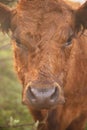 The beautiful cattle in the morning Royalty Free Stock Photo