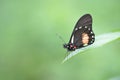 Beautiful cattleheart butterfly on a plant leaf