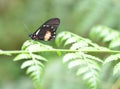 Beautiful cattleheart butterfly on a plant leaf Royalty Free Stock Photo