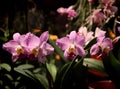 Beautiful pink cattleya labiata orchids Royalty Free Stock Photo