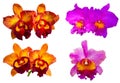Beautiful cattleya orchid flowers Royalty Free Stock Photo