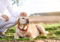 Beautiful caucasian blonde girl lying with a white Labrador dog in the garden Royalty Free Stock Photo