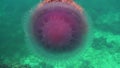 Corona jellyfish in shallow reef