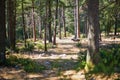 Beautiful cedar forest with great hiking and walking trails and panoramic views near Bonnieux, Luberon, Provence, Southern France