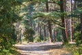 Beautiful cedar forest with great hiking and walking trails and panoramic views near Bonnieux, Luberon, Provence, Southern France
