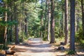 Beautiful cedar forest with great hiking and walking trails and panoramic views near Bonnieux, Luberon, Provence, Southern France