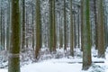 Beautiful cedar forest path covered in snow Royalty Free Stock Photo