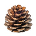 Beautiful cedar pine cone is isolated on white background, close