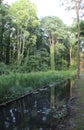 Beautiful cedar trees in a forest