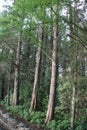 Beautiful cedar trees in a forest