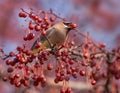 beautiful cedar waxwing eating berries off a tree