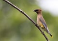 Beautiful Cedar Waxwing is perched on single branch with berry