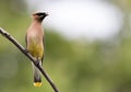 Beautiful Cedar Waxwing is perched on single branch looking right Royalty Free Stock Photo