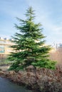 Beautiful Cedrus deodara (Deodar cedar) tree in a park