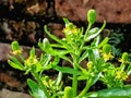 Beautiful celery leaved buttercup plants image india 2