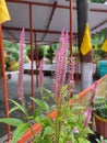Celosia Amazon plant
