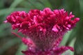 Beautiful celosia flower pink cockscomb flowers from the Celosia cristata species, during springtime with defocused background 2 Royalty Free Stock Photo