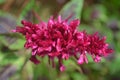 Beautiful celosia flower pink cockscomb flowers from the Celosia cristata species, during springtime with defocused background 3 Royalty Free Stock Photo