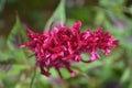 Beautiful celosia flower pink cockscomb flowers from the Celosia cristata species, during springtime with defocused background 4 Royalty Free Stock Photo